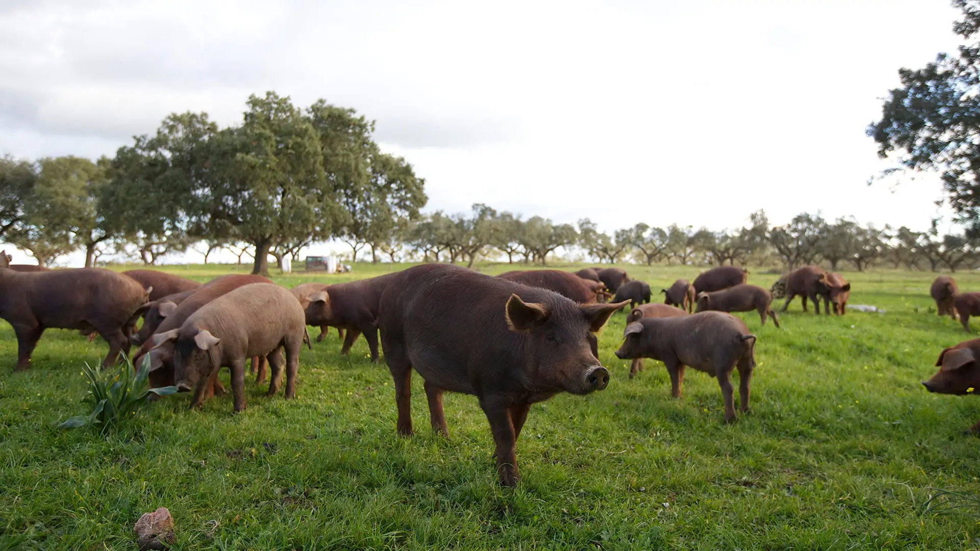Crías de cerdo en el campo
