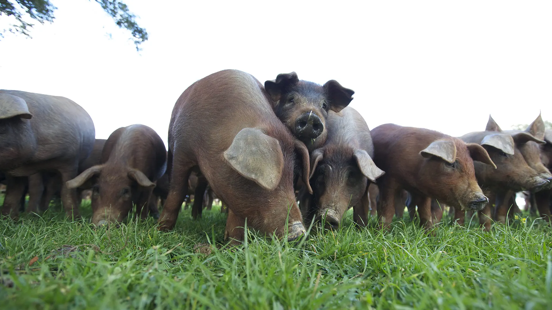 Crías de cerdo en el campo
