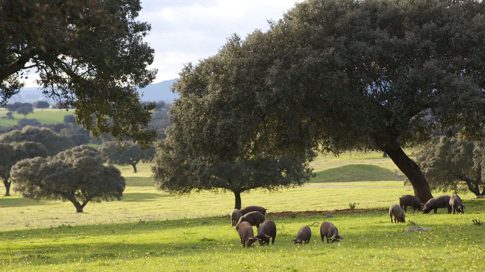Crías de cerdo en el campo